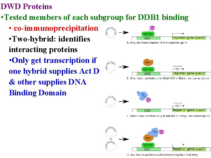 DWD Proteins • Tested members of each subgroup for DDB 1 binding • co-immunoprecipitation