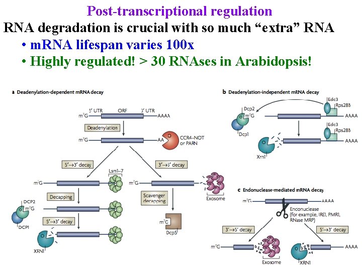 Post-transcriptional regulation RNA degradation is crucial with so much “extra” RNA • m. RNA