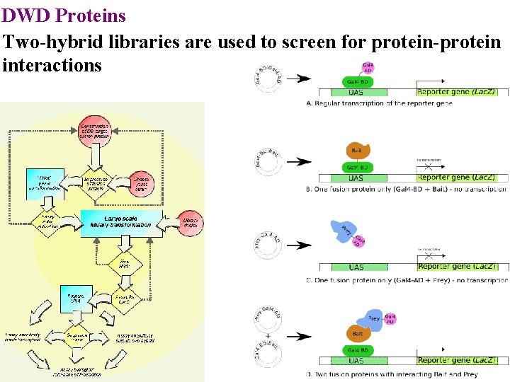 DWD Proteins Two-hybrid libraries are used to screen for protein-protein interactions 