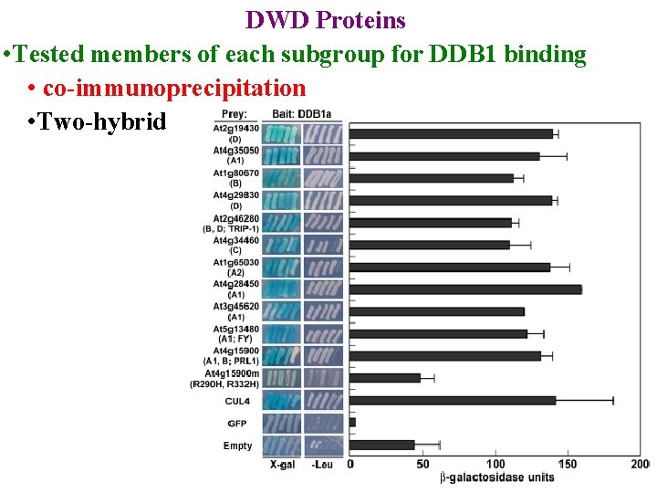 DWD Proteins • Tested members of each subgroup for DDB 1 binding • co-immunoprecipitation