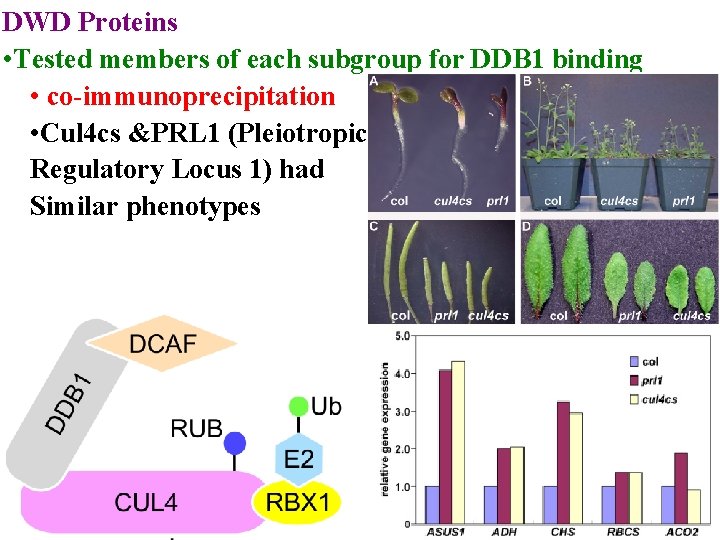 DWD Proteins • Tested members of each subgroup for DDB 1 binding • co-immunoprecipitation