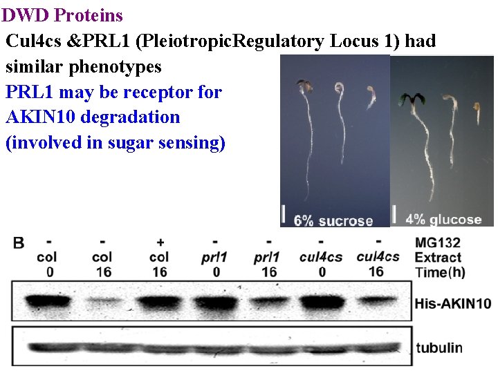 DWD Proteins Cul 4 cs &PRL 1 (Pleiotropic. Regulatory Locus 1) had similar phenotypes