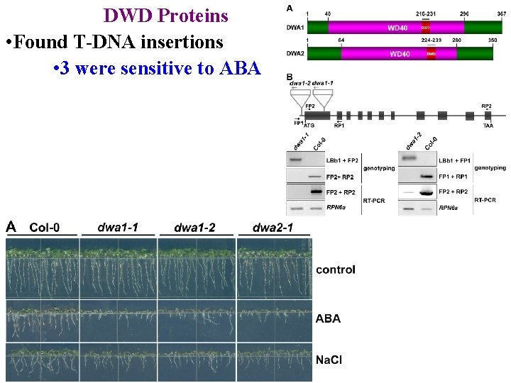 DWD Proteins • Found T-DNA insertions • 3 were sensitive to ABA 