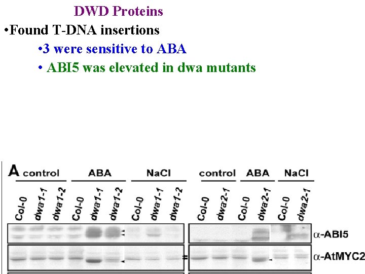 DWD Proteins • Found T-DNA insertions • 3 were sensitive to ABA • ABI