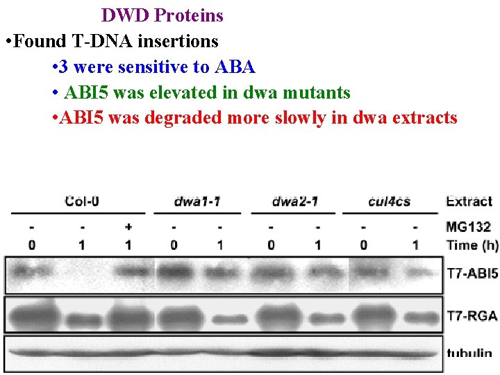 DWD Proteins • Found T-DNA insertions • 3 were sensitive to ABA • ABI