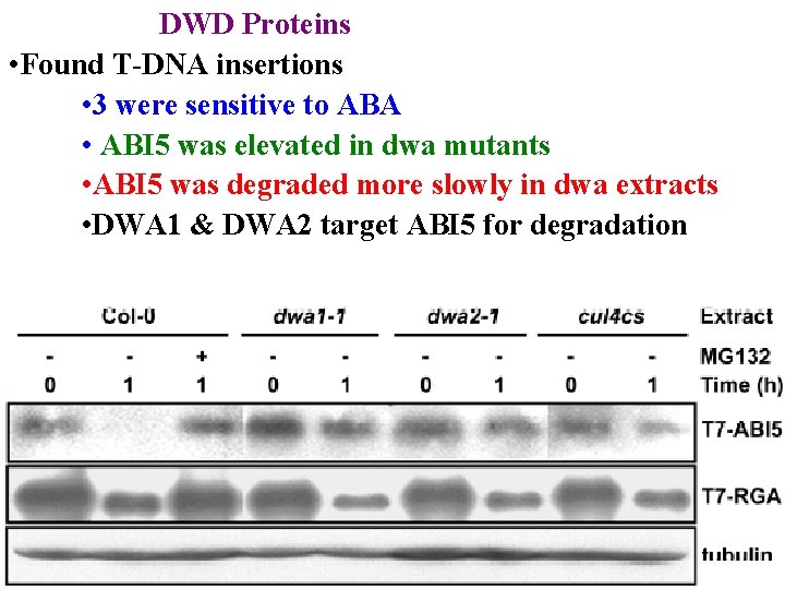 DWD Proteins • Found T-DNA insertions • 3 were sensitive to ABA • ABI