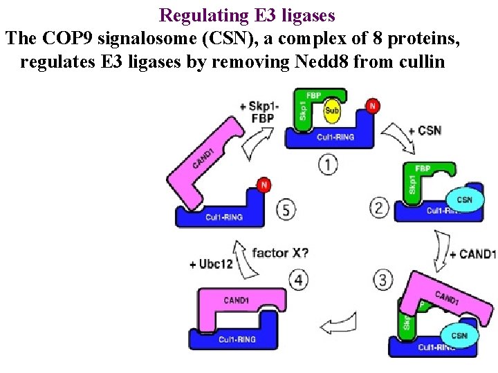 Regulating E 3 ligases The COP 9 signalosome (CSN), a complex of 8 proteins,