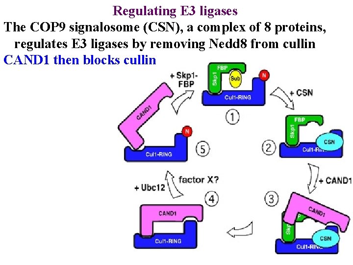Regulating E 3 ligases The COP 9 signalosome (CSN), a complex of 8 proteins,
