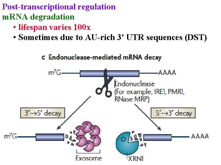 Post-transcriptional regulation m. RNA degradation • lifespan varies 100 x • Sometimes due to