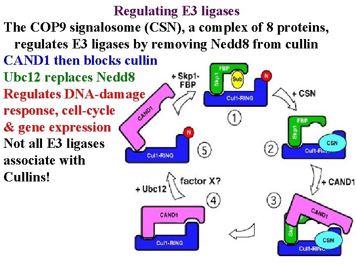 Regulating E 3 ligases The COP 9 signalosome (CSN), a complex of 8 proteins,