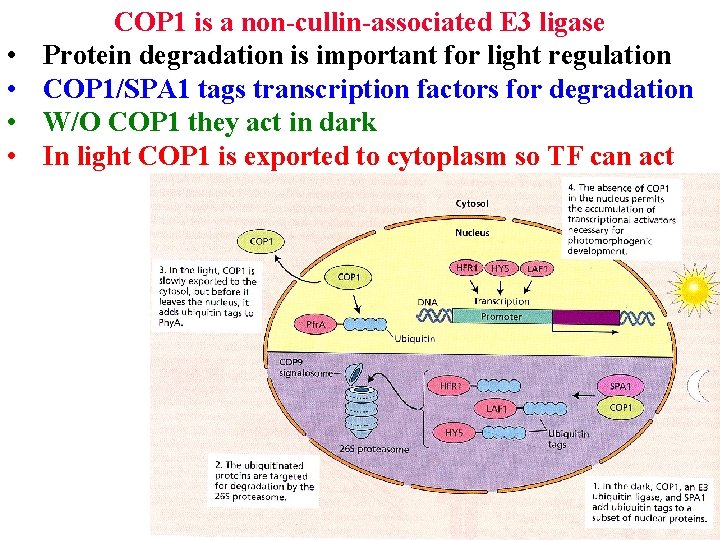  • • COP 1 is a non-cullin-associated E 3 ligase Protein degradation is