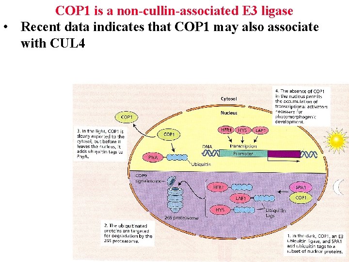 COP 1 is a non-cullin-associated E 3 ligase • Recent data indicates that COP