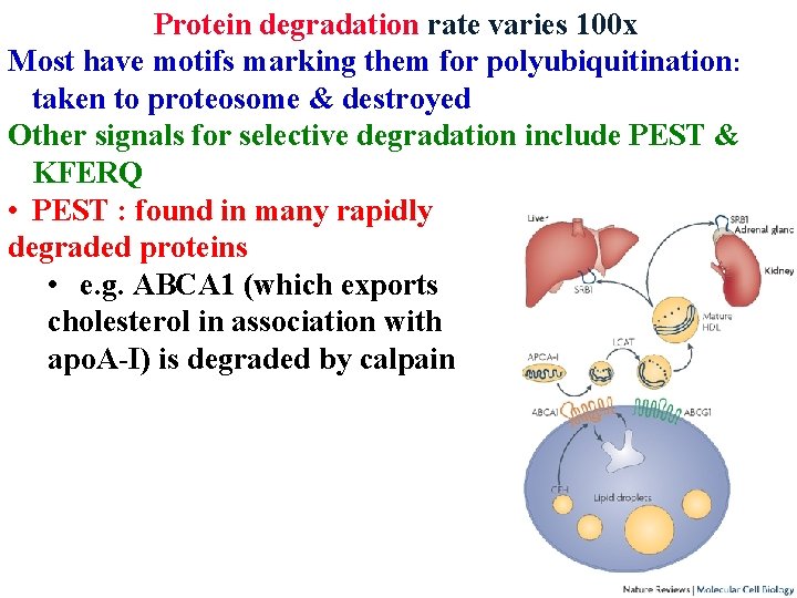 Protein degradation rate varies 100 x Most have motifs marking them for polyubiquitination: taken