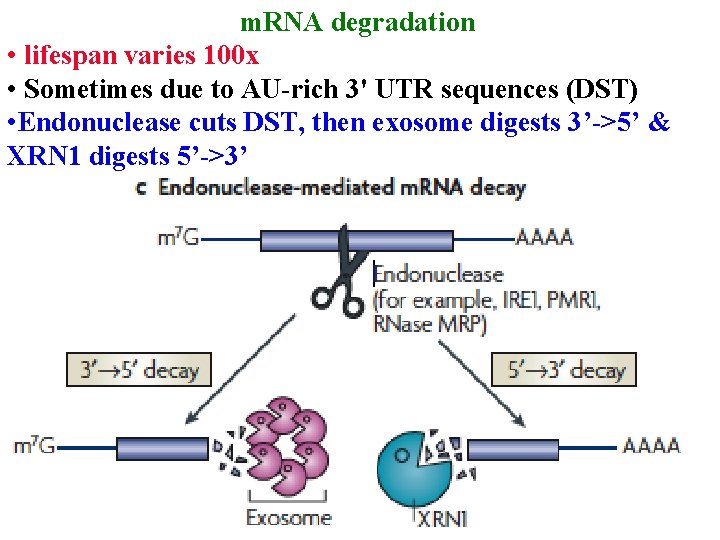 m. RNA degradation • lifespan varies 100 x • Sometimes due to AU-rich 3'