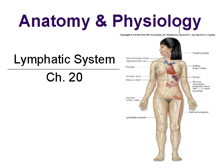 Anatomy & Physiology Lymphatic System Ch. 20 