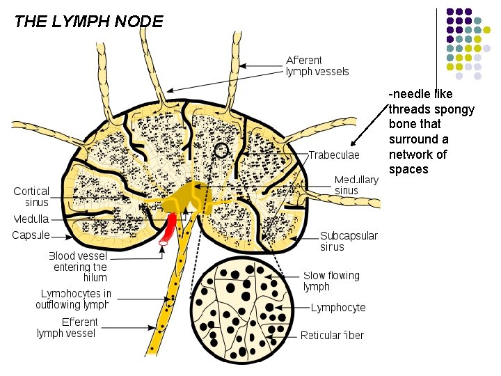 THE LYMPH NODE -needle like threads spongy bone that surround a network of spaces