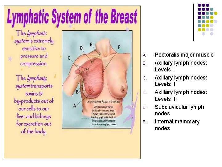 A. B. C. D. E. F. Pectoralis major muscle Axillary lymph nodes: Levels III