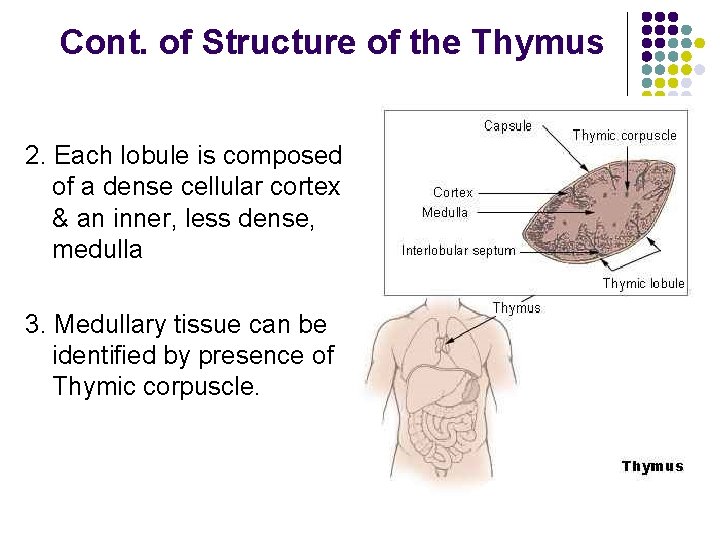 Cont. of Structure of the Thymus 2. Each lobule is composed of a dense
