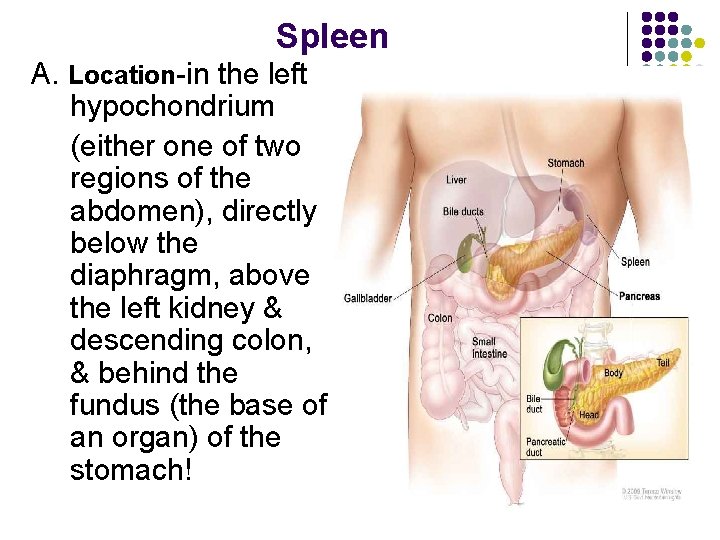 Spleen A. Location-in the left hypochondrium (either one of two regions of the abdomen),