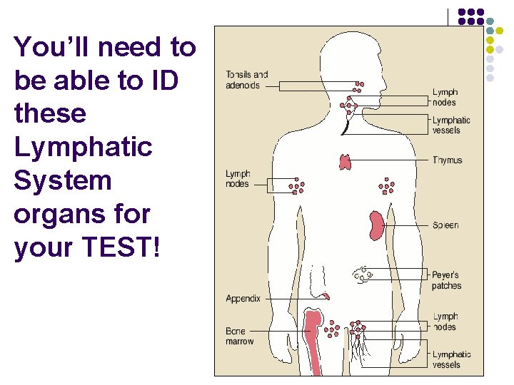 You’ll need to be able to ID these Lymphatic System organs for your TEST!
