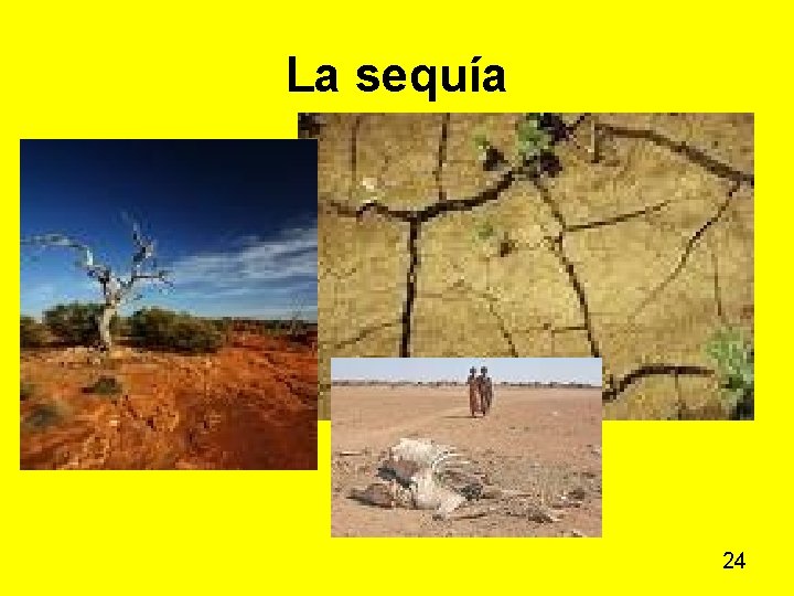 La sequía 24 La sequía 24