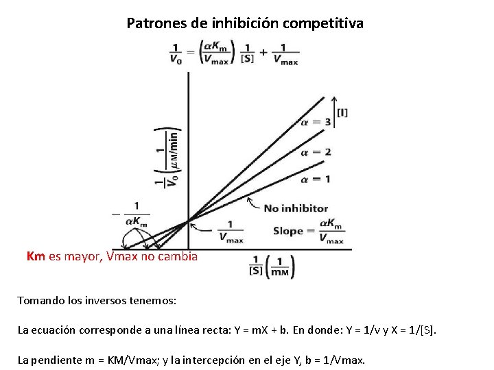 Patrones de inhibición competitiva Km es mayor, Vmax no cambia Tomando los inversos tenemos: