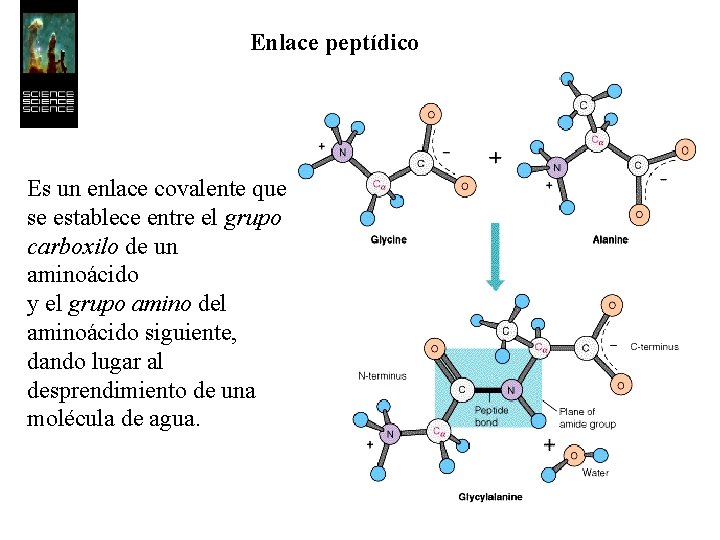 Enlace peptídico Es un enlace covalente que se establece entre el grupo carboxilo de