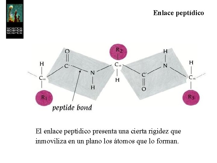 Enlace peptídico El enlace peptídico presenta una cierta rigidez que inmoviliza en un plano
