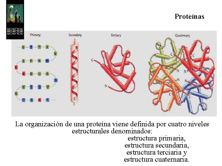 Proteínas La organización de una proteína viene definida por cuatro niveles estructurales denominados: estructura