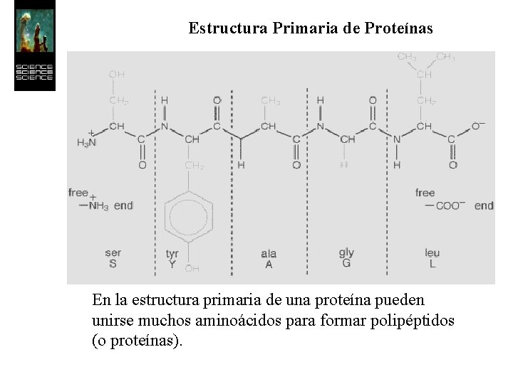 Estructura Primaria de Proteínas En la estructura primaria de una proteína pueden unirse muchos
