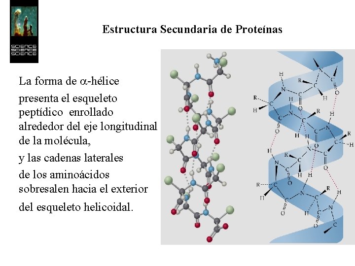 Estructura Secundaria de Proteínas La forma de a-hélice presenta el esqueleto peptídico enrollado alrededor