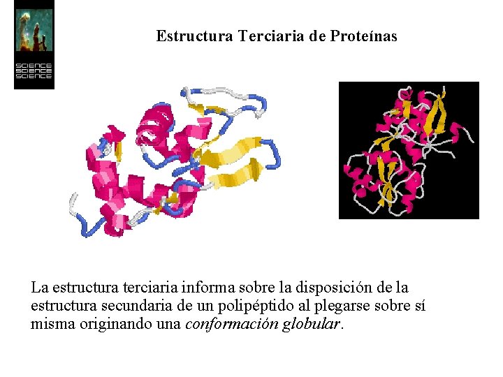 Estructura Terciaria de Proteínas La estructura terciaria informa sobre la disposición de la estructura