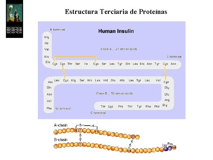 Estructura Terciaria de Proteínas 