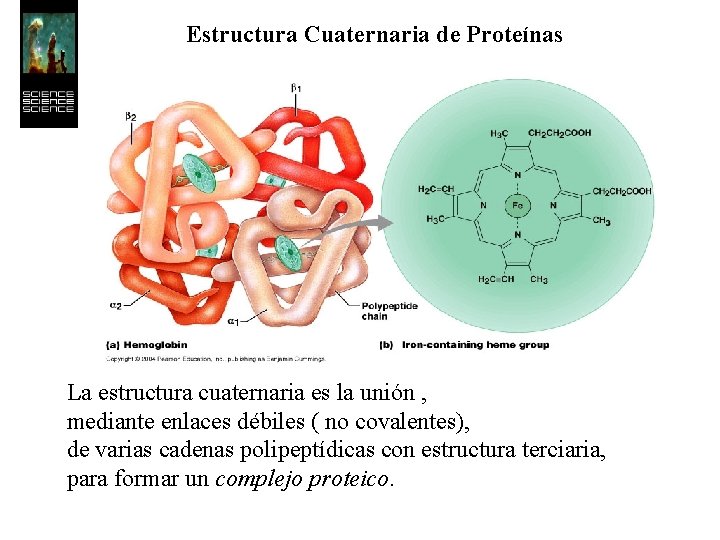 Estructura Cuaternaria de Proteínas La estructura cuaternaria es la unión , mediante enlaces débiles