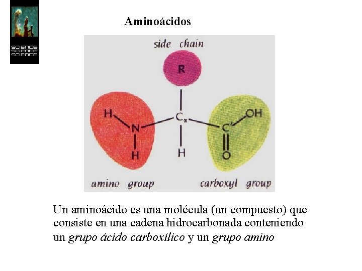 Aminoácidos Un aminoácido es una molécula (un compuesto) que consiste en una cadena hidrocarbonada