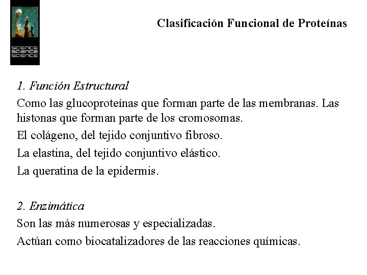 Clasificación Funcional de Proteínas 1. Función Estructural Como las glucoproteínas que forman parte de