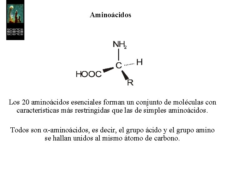 Aminoácidos Los 20 aminoácidos esenciales forman un conjunto de moléculas con características más restringidas