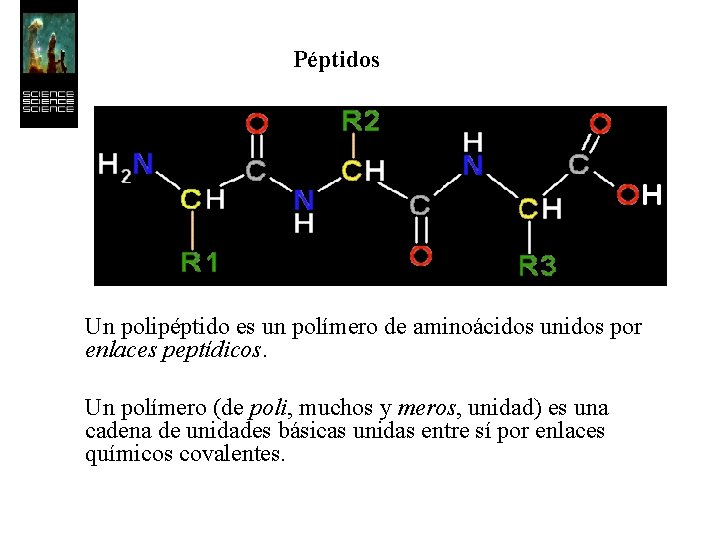 Péptidos Un polipéptido es un polímero de aminoácidos unidos por enlaces peptídicos. Un polímero