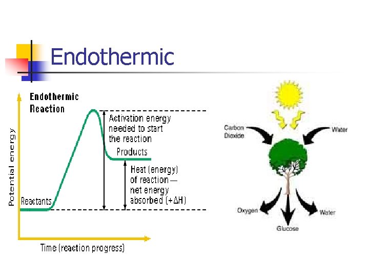 Endothermic 