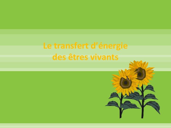 Le transfert d’énergie des êtres vivants 