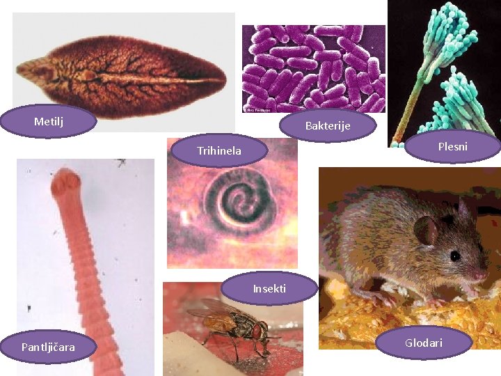 Metilj Bakterije Plesni Trihinela Insekti Pantljičara Glodari 