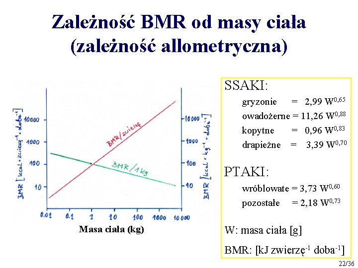 Zależność BMR od masy ciała (zależność allometryczna) SSAKI: gryzonie = 2, 99 W 0,