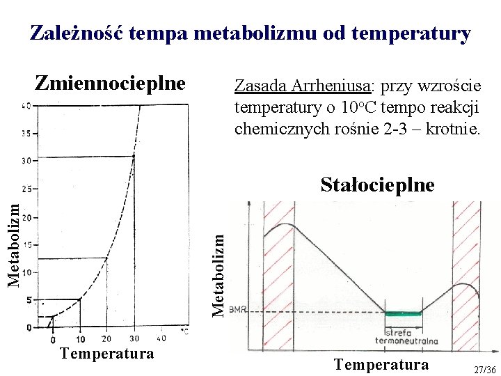 Zależność tempa metabolizmu od temperatury Zmiennocieplne Zasada Arrheniusa: przy wzroście temperatury o 10 o.