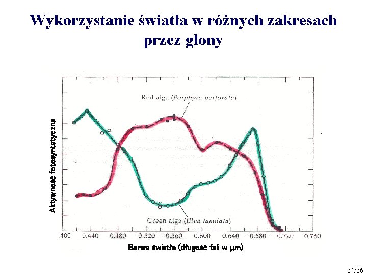 Aktywność fotosyntetyczna Wykorzystanie światła w różnych zakresach przez glony Barwa światła (długość fali w