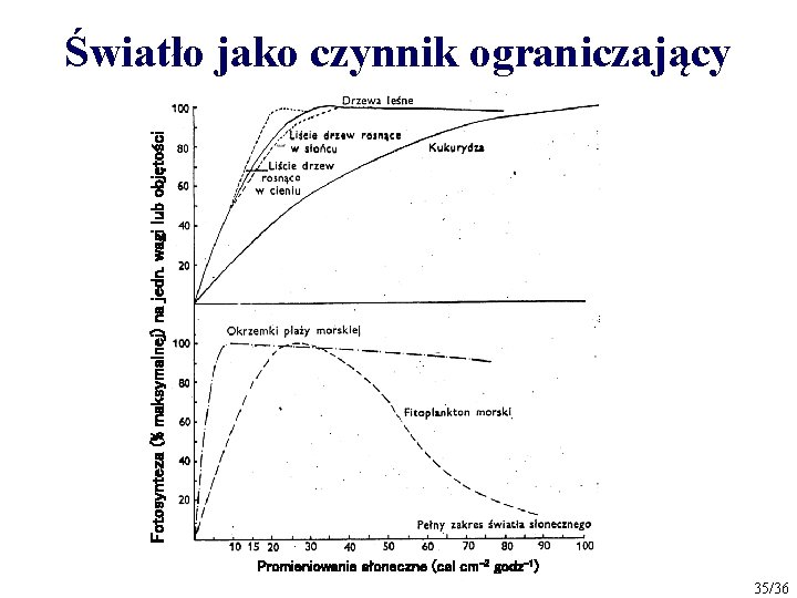 Fotosynteza (% maksymalnej) na jedn. wagi lub objętości Światło jako czynnik ograniczający Promieniowanie słoneczne