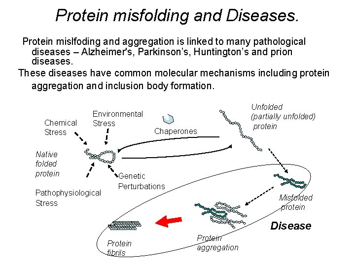 Protein misfolding and Diseases. Protein mislfoding and aggregation is linked to many pathological diseases