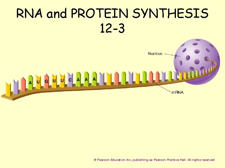 RNA and PROTEIN SYNTHESIS 12 -3 © Pearson Education Inc, publishing as Pearson Prentice RNA and PROTEIN SYNTHESIS 12 -3 © Pearson Education Inc, publishing as Pearson Prentice