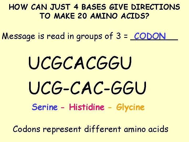 HOW CAN JUST 4 BASES GIVE DIRECTIONS TO MAKE 20 AMINO ACIDS? CODON Message HOW CAN JUST 4 BASES GIVE DIRECTIONS TO MAKE 20 AMINO ACIDS? CODON Message