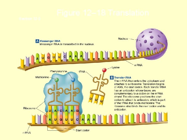 Section 12 -3 Figure 12– 18 Translation Section 12 -3 Figure 12– 18 Translation