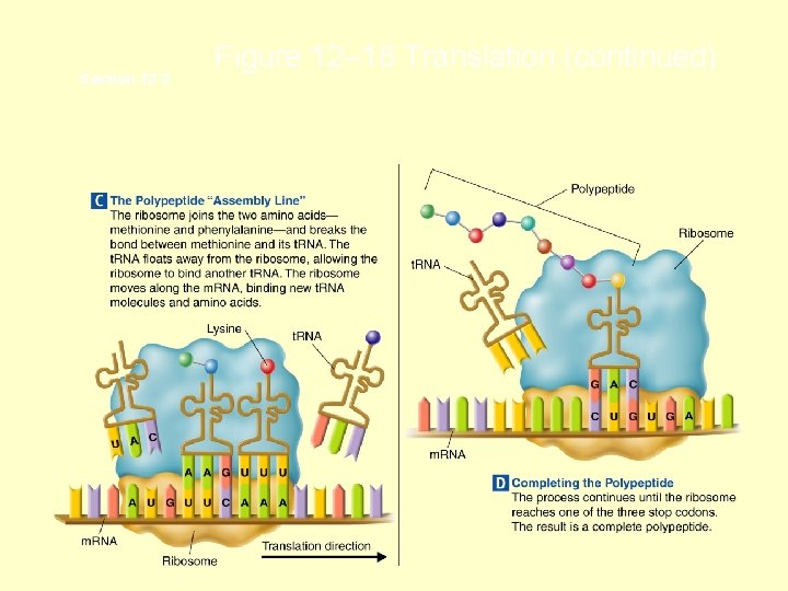 Section 12 -3 Figure 12– 18 Translation (continued) Section 12 -3 Figure 12– 18 Translation (continued)